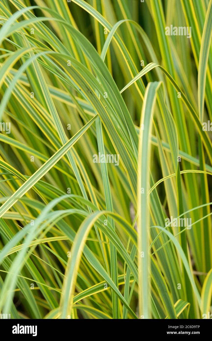 Yellow variegated leaves of CORTADERIA selloana 'Gold Band', 'Gold Band' Pampas grass,  'Gold Band' Tussock grass Stock Photo