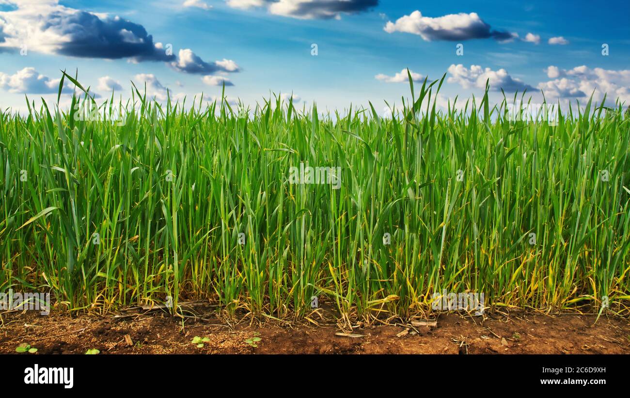 Green wheat field and blue sky with clouds Stock Photo - Alamy