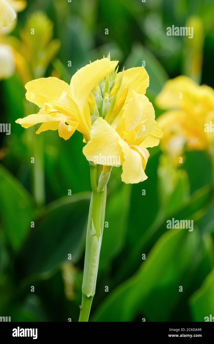 Bright yellow flowers of canna x generalis 'Cannova Yellow'. Canna lily 'Cannova Yellow'. Indian shot 'Cannova Yellow', Arrowroot 'Cannova Yellow' Stock Photo
