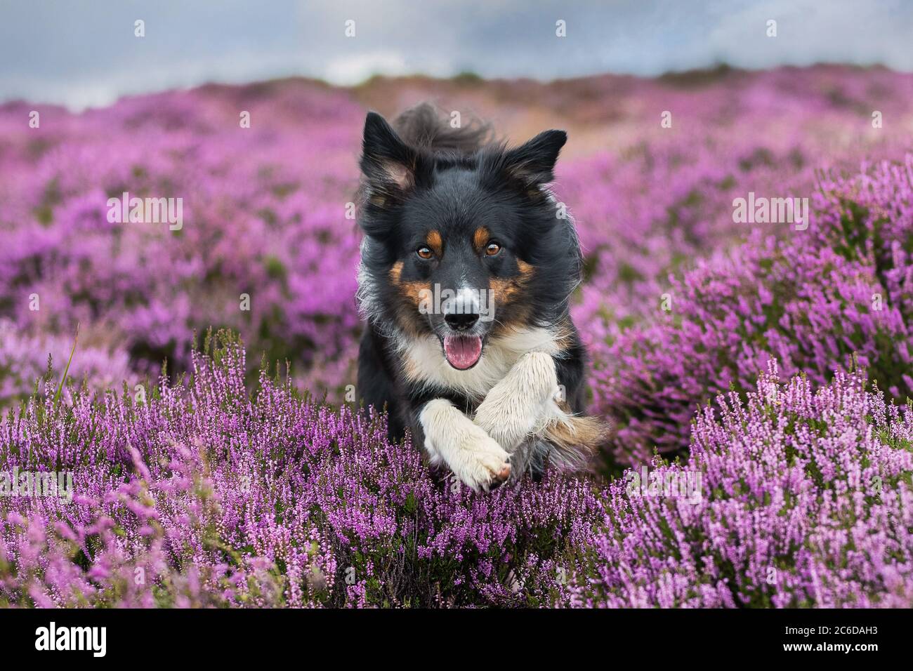 Brande Stock Photo