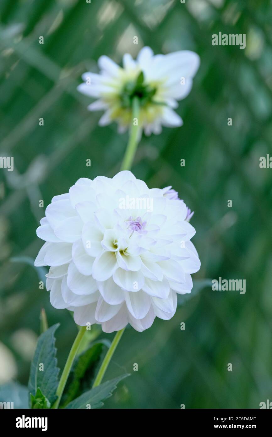 Two creamy white Dahlia 'Eveline' decorative dahlia flowers with light purple highlights Stock Photo