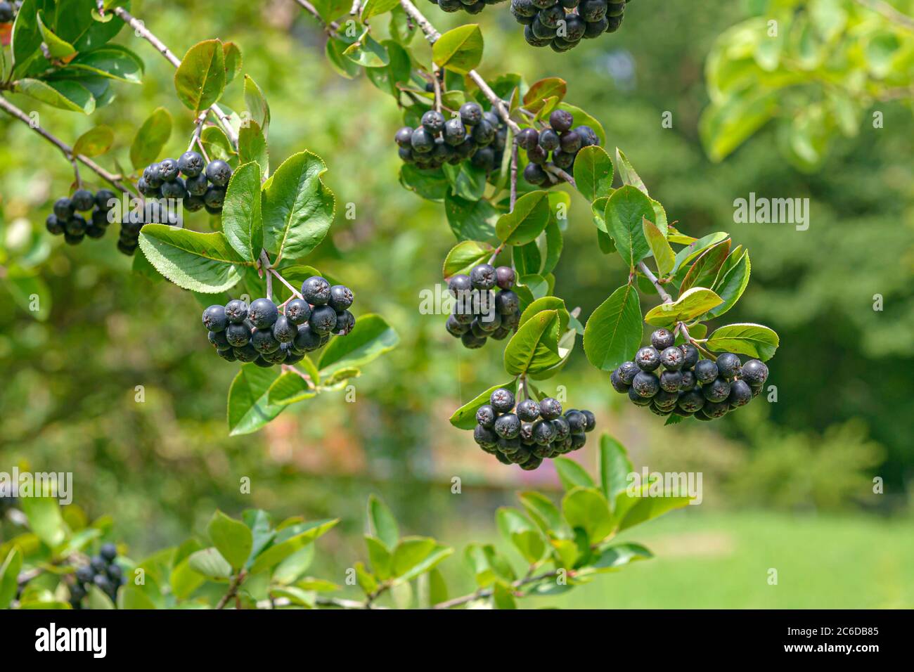 Apfelbeere, Aronia × prunifolia Viking, Chokeberry, Aronia × prunifolia Viking Stock Photo