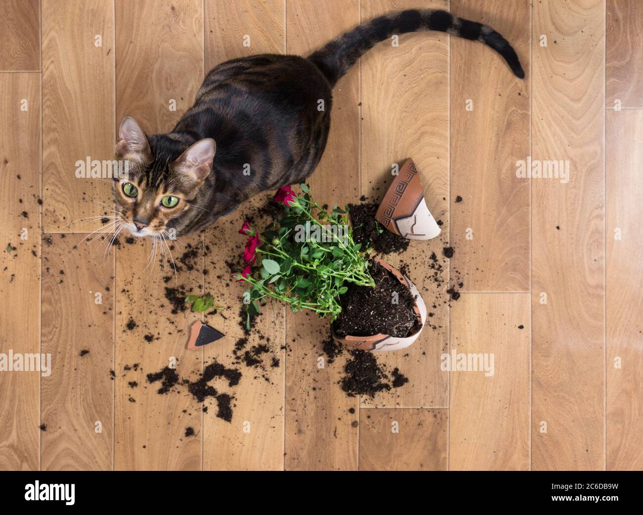 Domestic cat breed toyger dropped and broke flower pot with red roses and looks guilty. Concept of damage from pets. Top view. Stock Photo