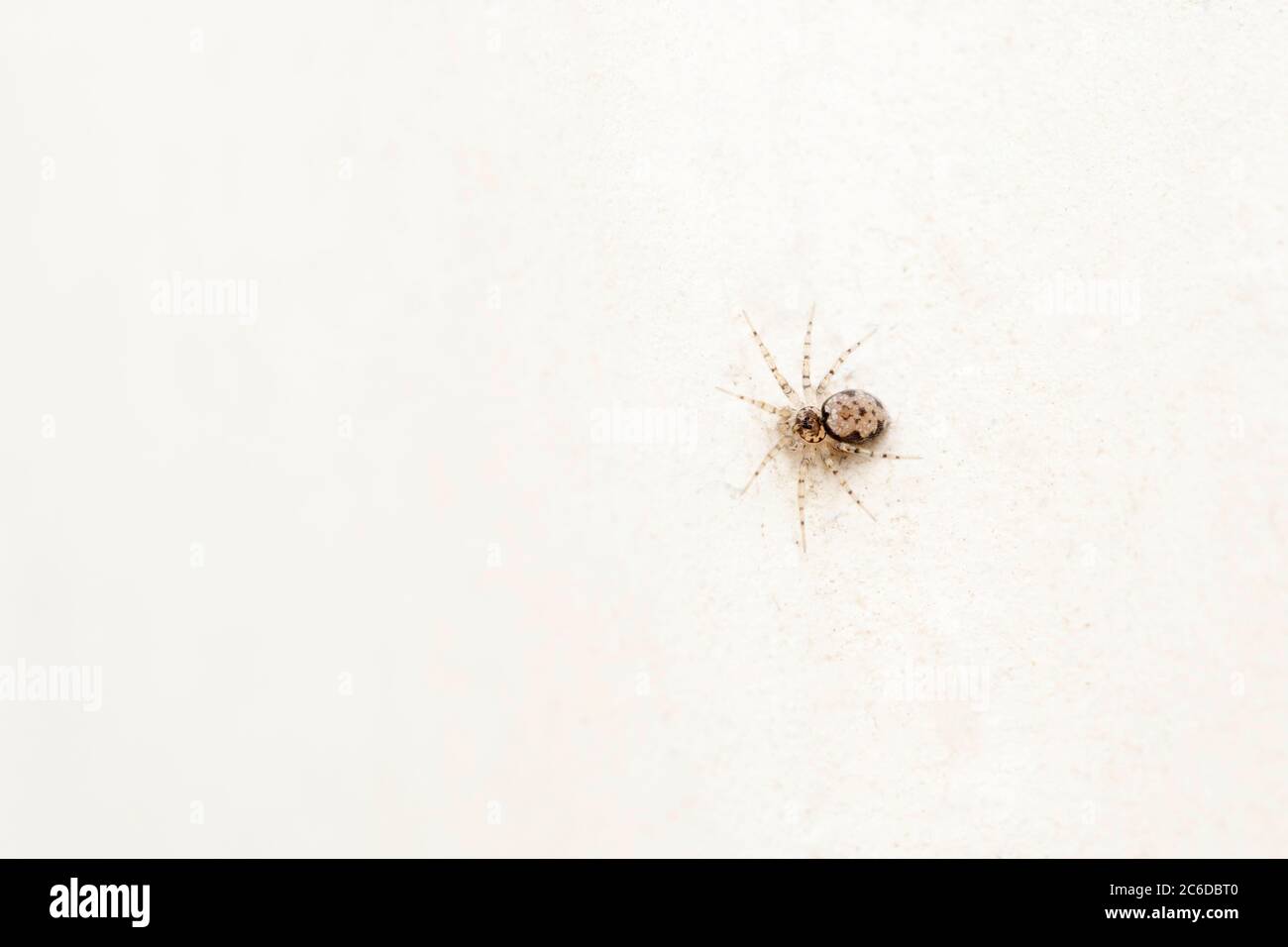 Civitas wall spider, Oecobius civitas, Oecobiidae, Pune, Maharashtra, India Stock Photo