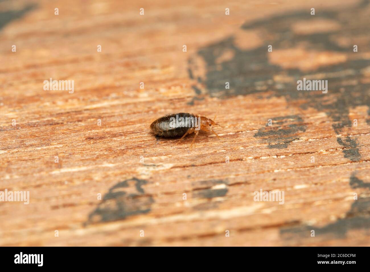 Lateral shot of Bed bug, Cimex lectularius, Pune, Maharashtra, India. feed exclusively on the blood of warm-blooded animals Stock Photo