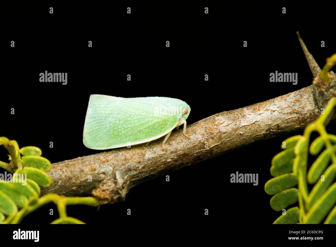 Planthopper also known as Fish Moth, Siphanta acuta, Satara, Maharashtra, India Stock Photo