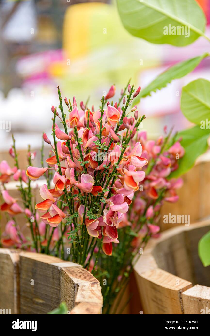 , Cytisus Roter Favorit, , Cytisus Red Favorite Stock Photo