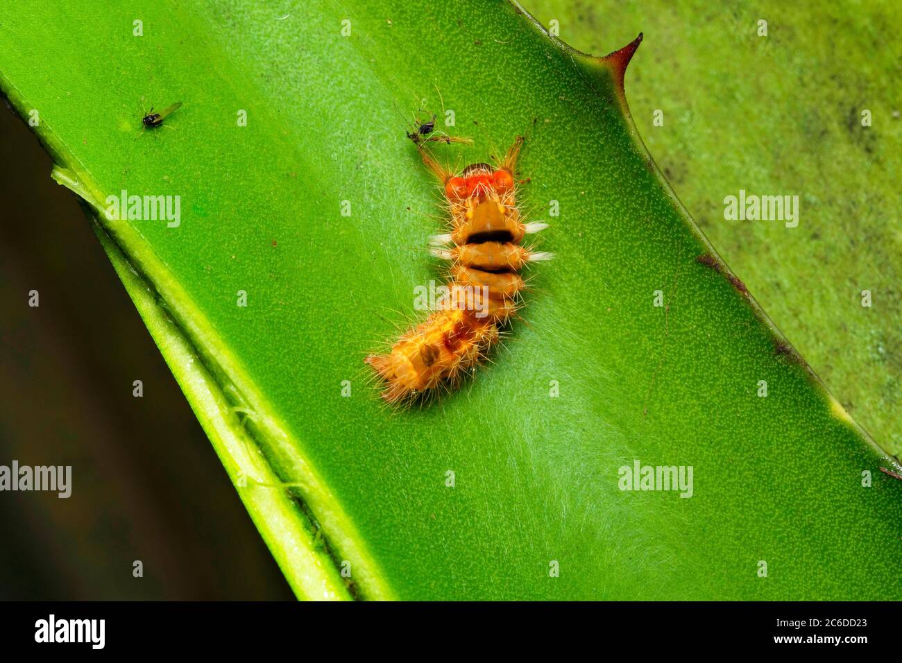 Saturniidae hi-res stock photography and images - Alamy