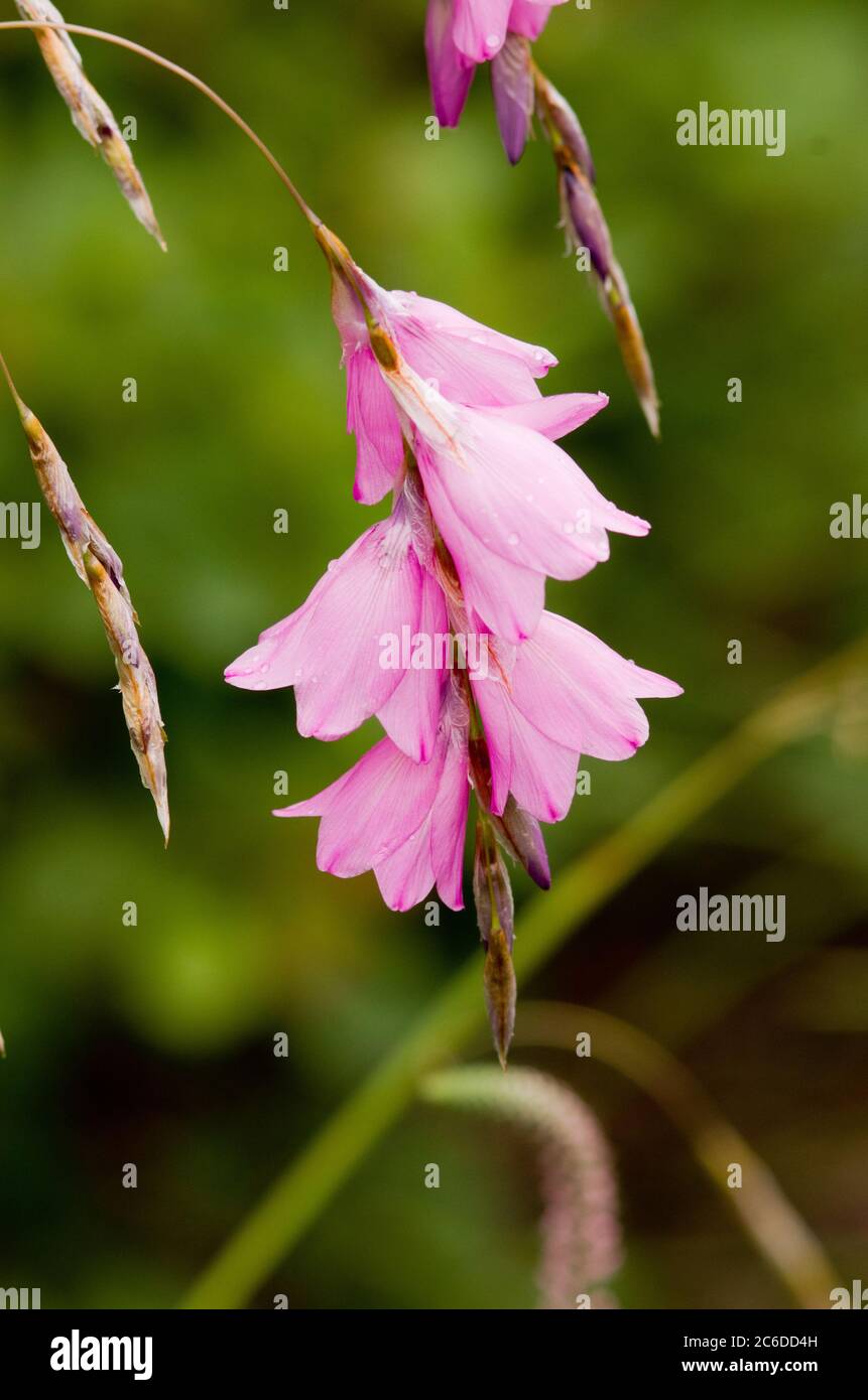 Dierama pulcherrimum Slieve Donard hybrid Stock Photo