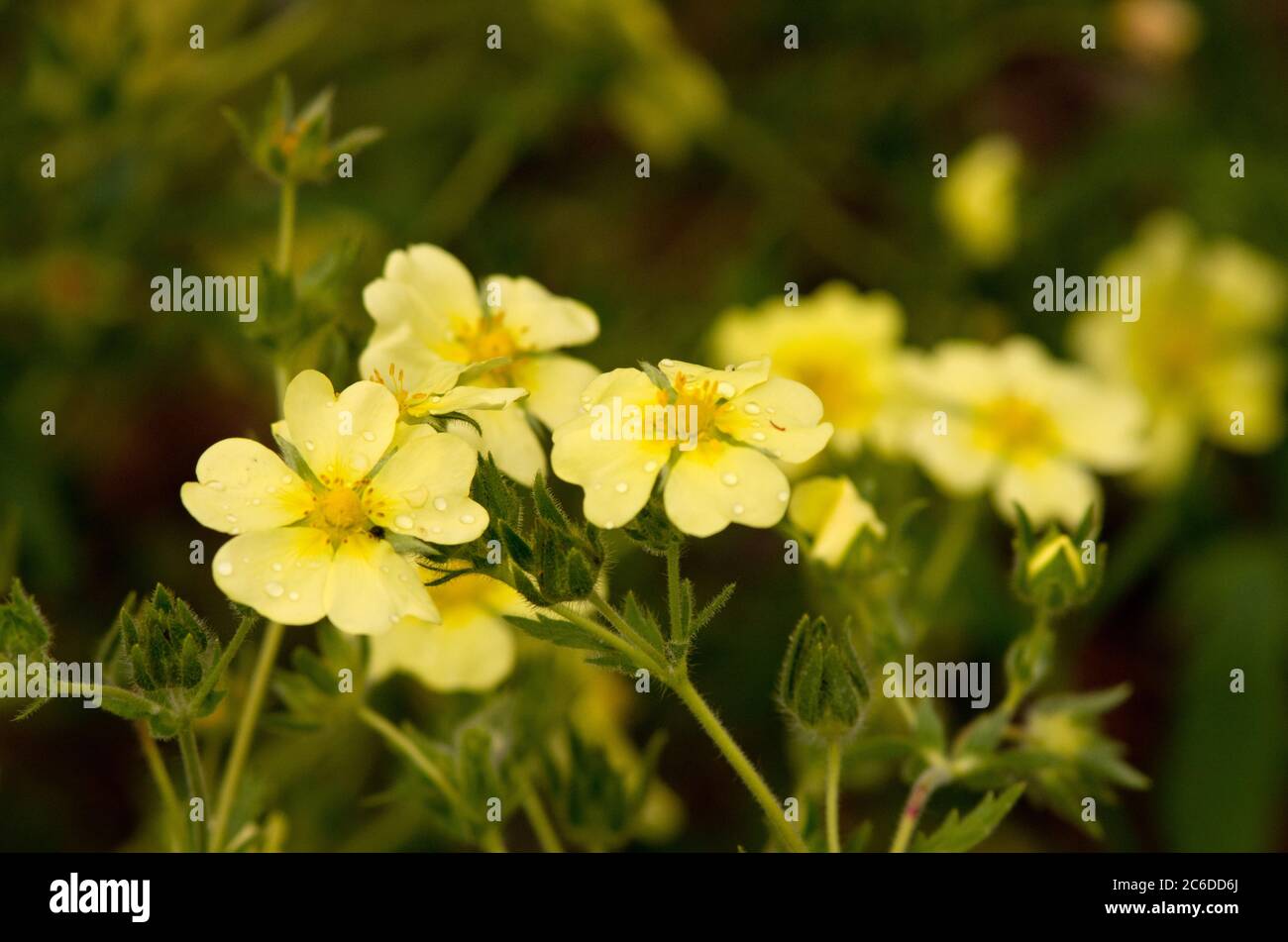 Potentilla simplex Stock Photo