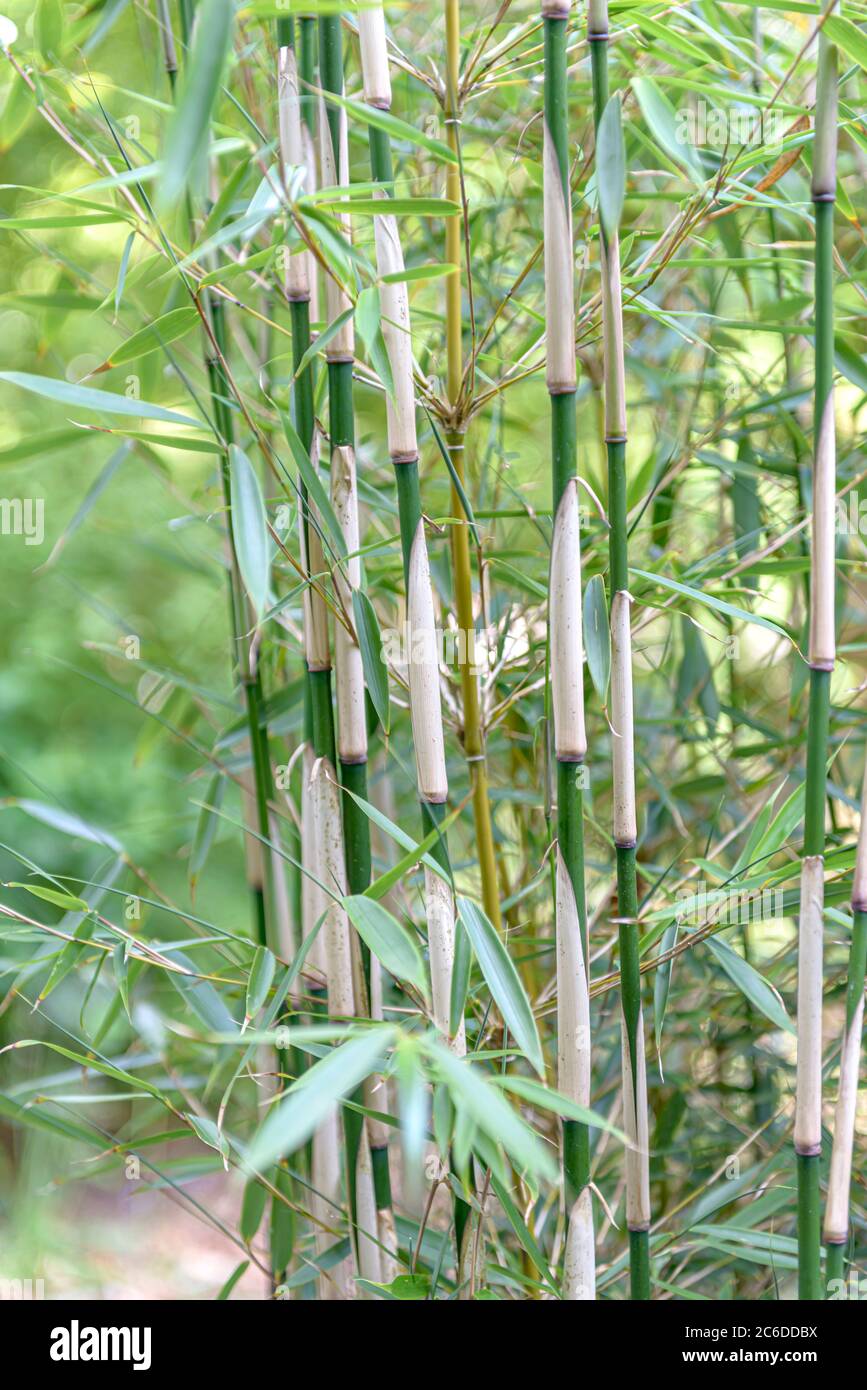 Harter Schirmbambus, Fargesia robusta Campbell, Hard screen bamboo, Fargesia robusta Campbell Stock Photo