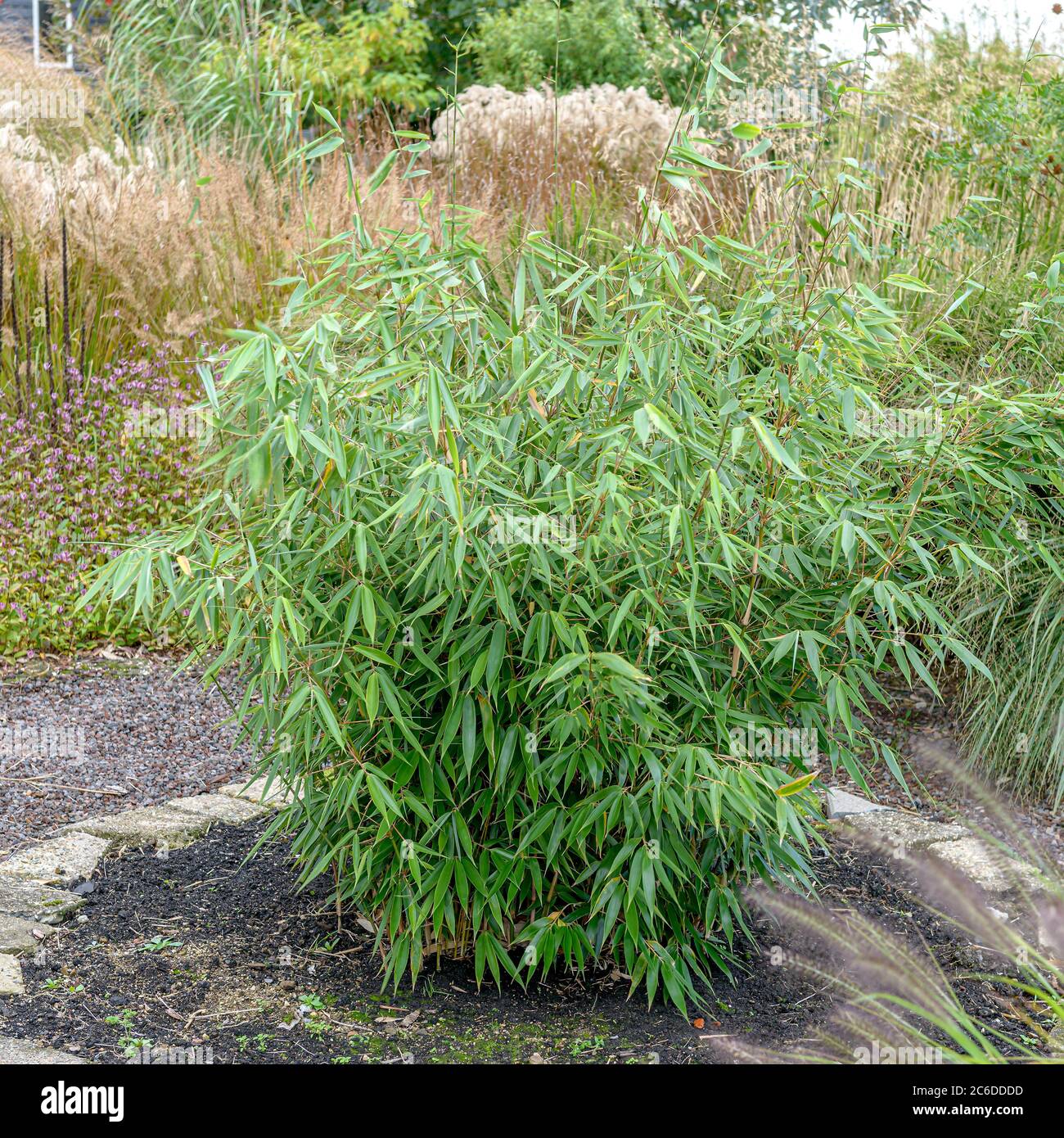 Bamboo fargesia robusta campbell hi-res stock photography and images - Alamy