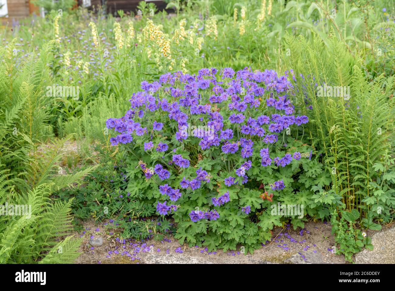 Storchschnabel, Geranium × magnificum Rosemoor, Cranesbill, Geranium × magnificum Rose Moor Stock Photo