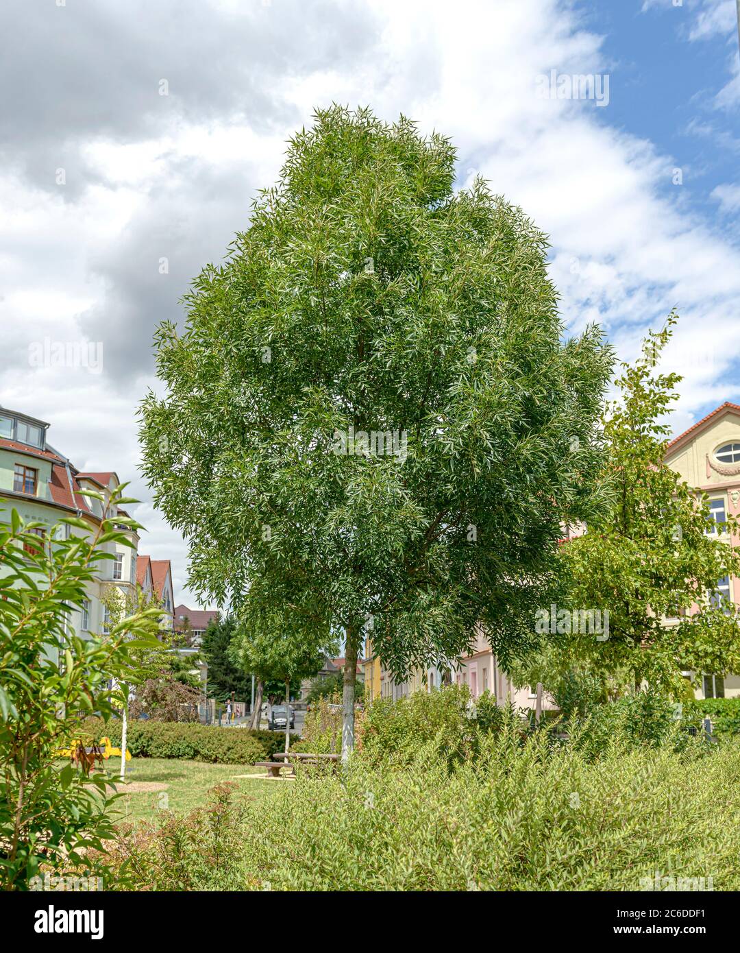 Schmalblaettirge Esche, Fraxinus angustifolia Raywood, Schmalblaettirge ash, Fraxinus angustifolia Raywood Stock Photo