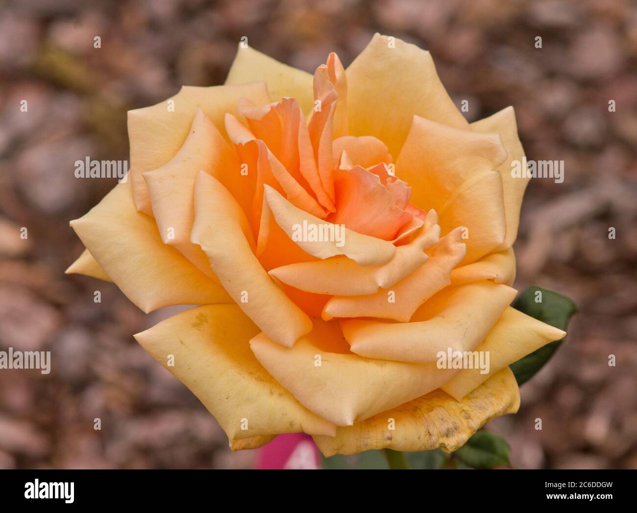 Valencia Rose High Resolution Stock Photography And Images Alamy