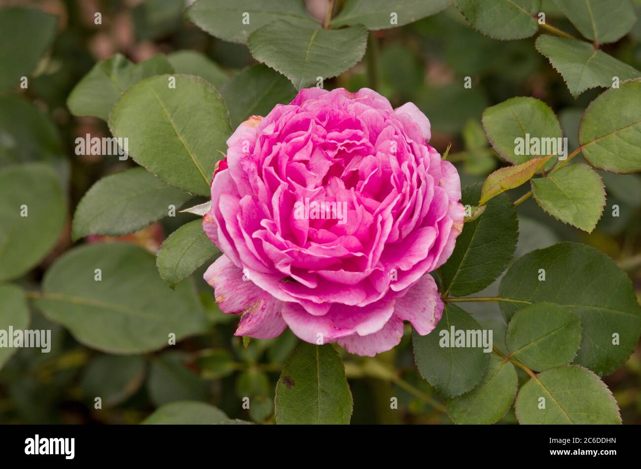 Rose Noble Antony Stock Photo - Alamy