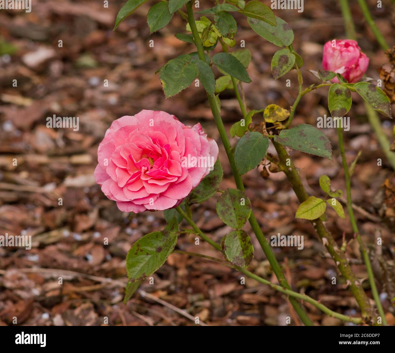 Rose 'Tickled Pink' Stock Photo