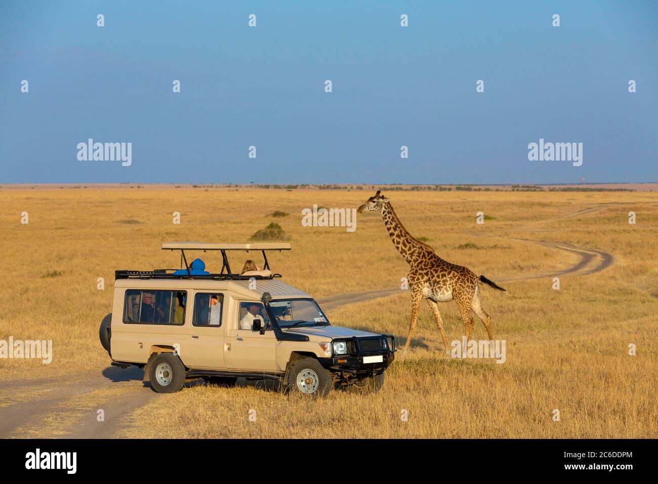 Cartoon giraffe hires stock photography and images Alamy