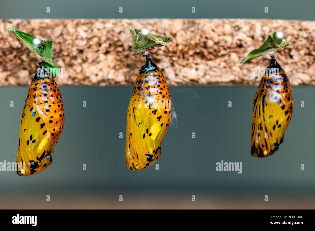 a close up image of three butterfly´s still in their yellow chrysalis forms changing from caterpillar Stock Photo