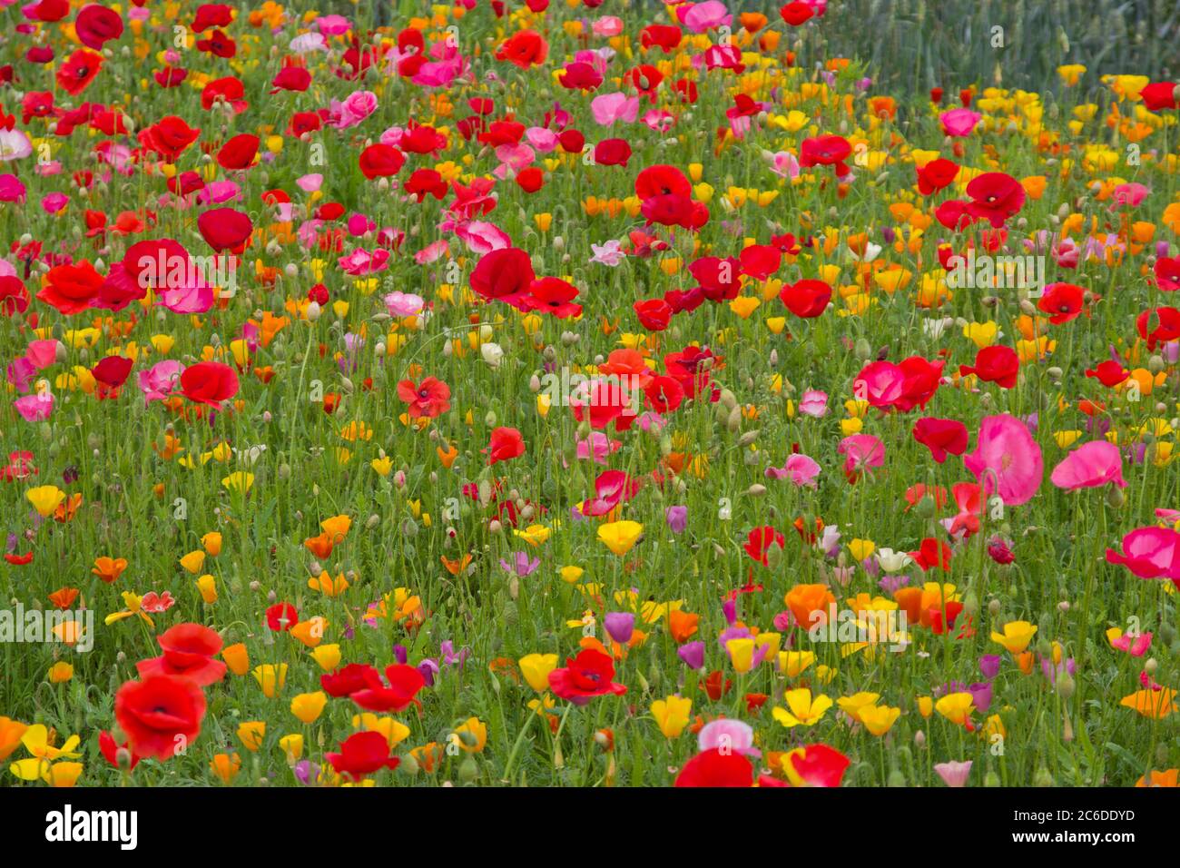 Breezy Knees Gardens mixed poppy bed Stock Photo