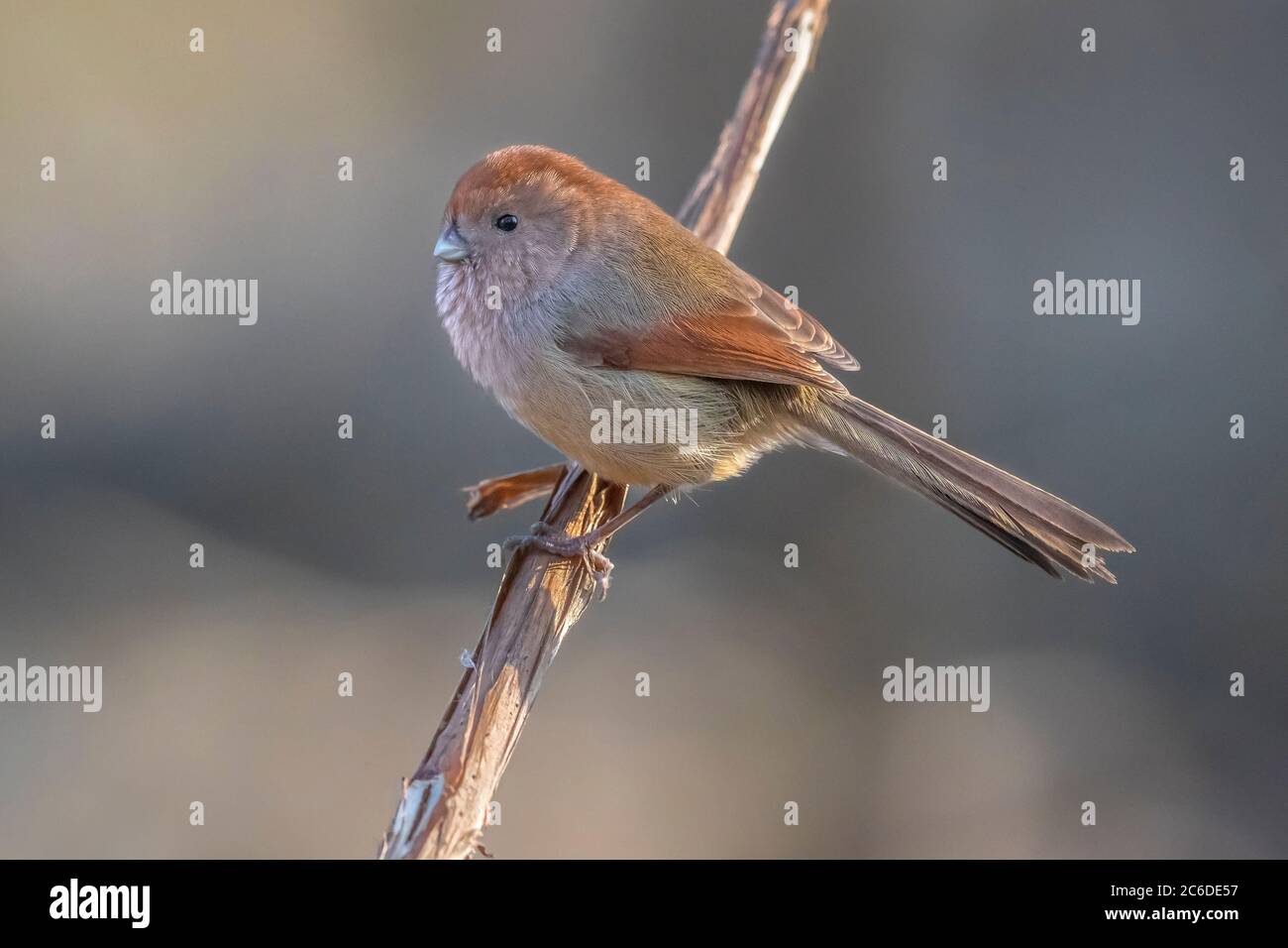 Vinous-throated Parrotbill (Sinosuthora webbiana) escape and perched on a branch Stock Photo