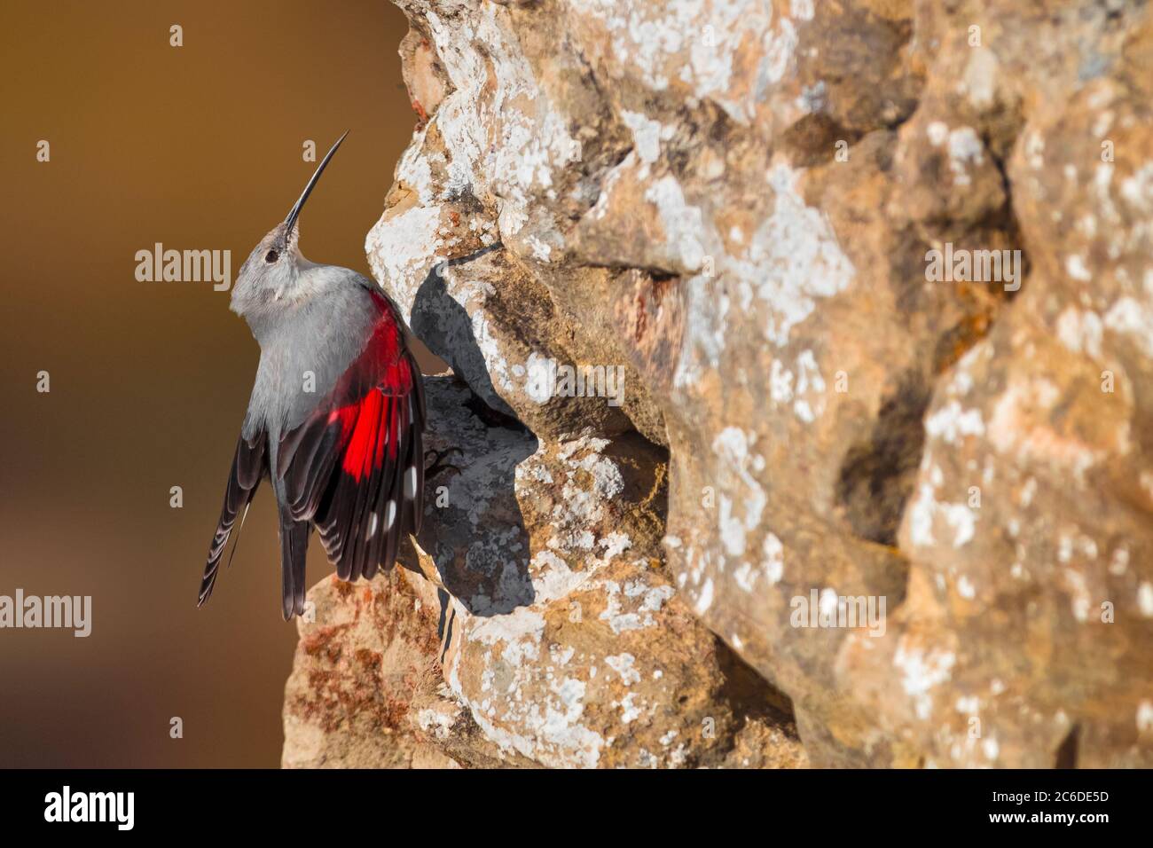 Wallcreeper (Tichodroma muraria) clinging on a steep rock face in Italy. Stock Photo