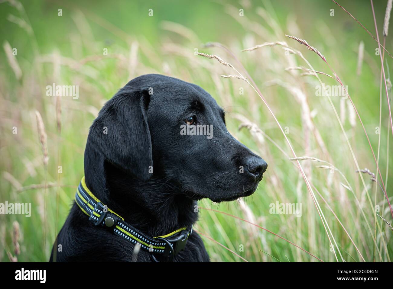 Black Labrador retriever puppy sitting attentively in a field of long grass Stock Photo