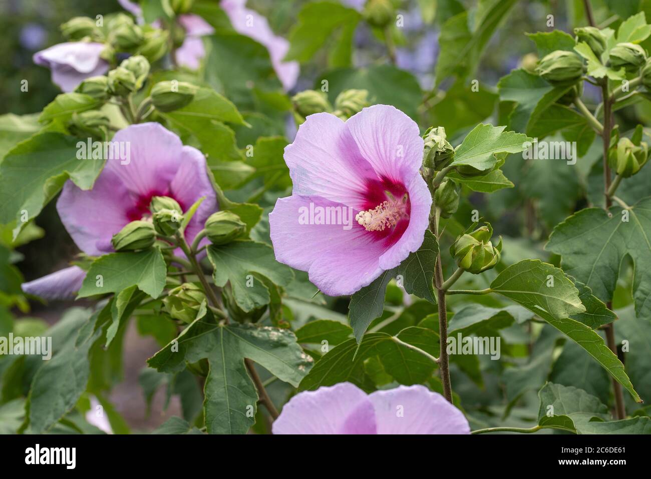 Garten-Eibisch, Hibiscus Resi, Garden Hibiscus, Hibiscus Resi Stock Photo