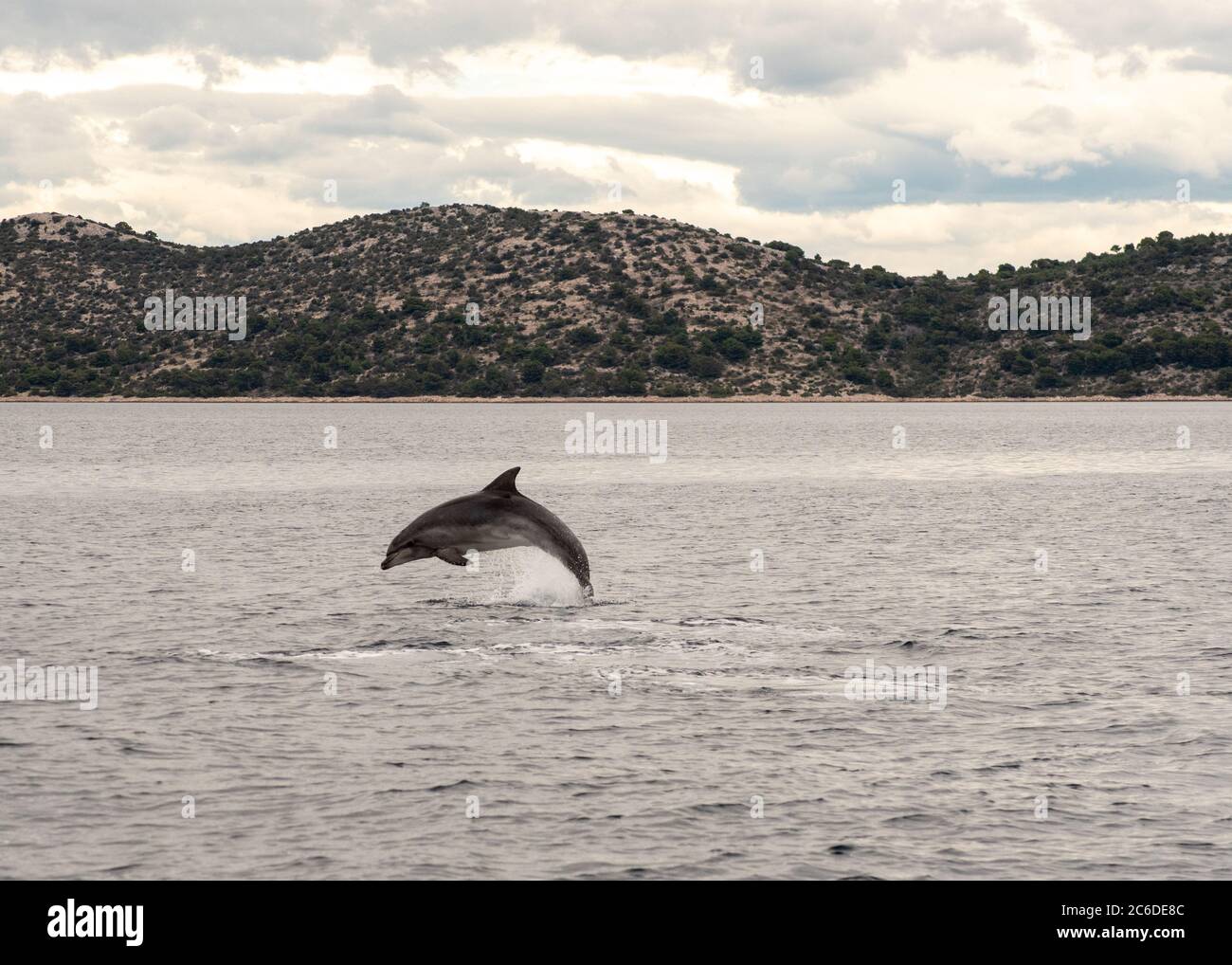 Dolphin in the wild Stock Photo