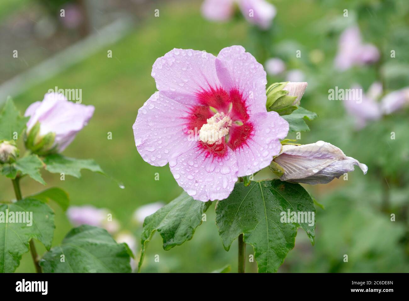 Garten-Eibisch, Hibiscus Tosca, Garden Hibiscus, Hibiscus Tosca Stock Photo