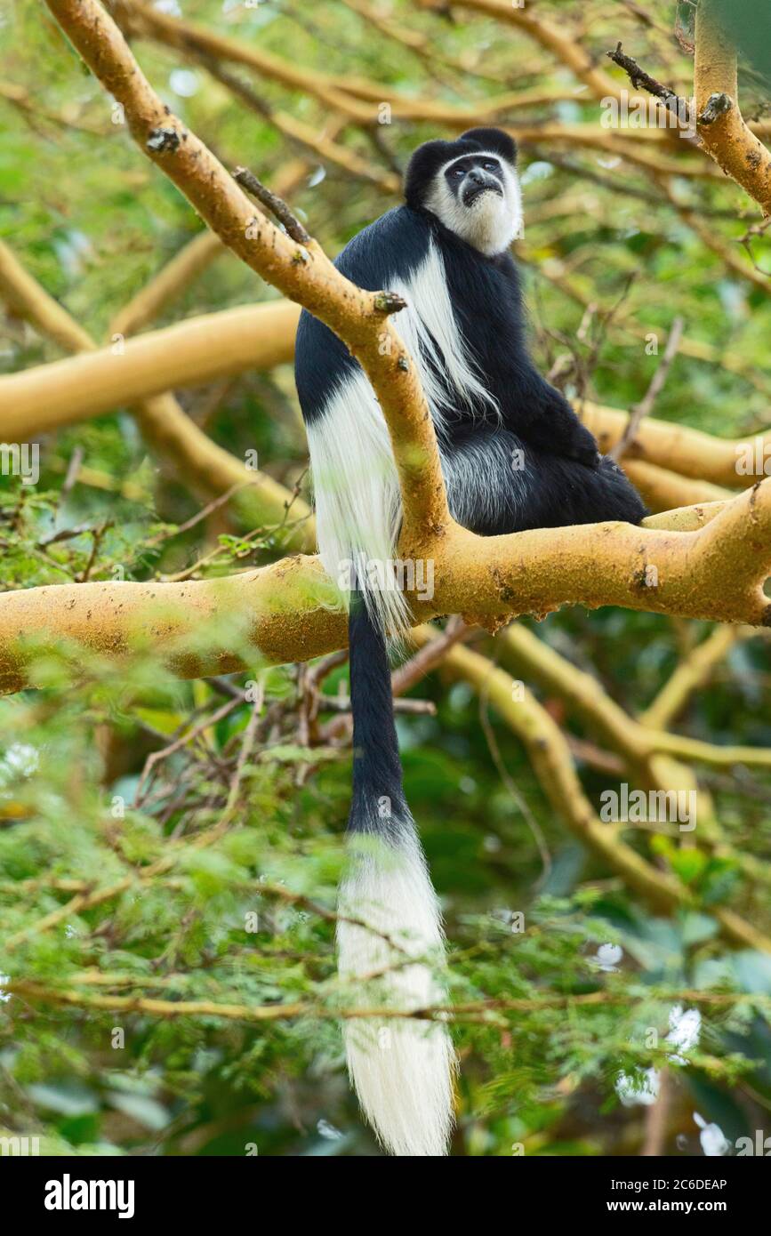 Blackandwhite Colobus monkey native to Africa, Lake Naivasha, Kenya, Africa Stock Photo Alamy