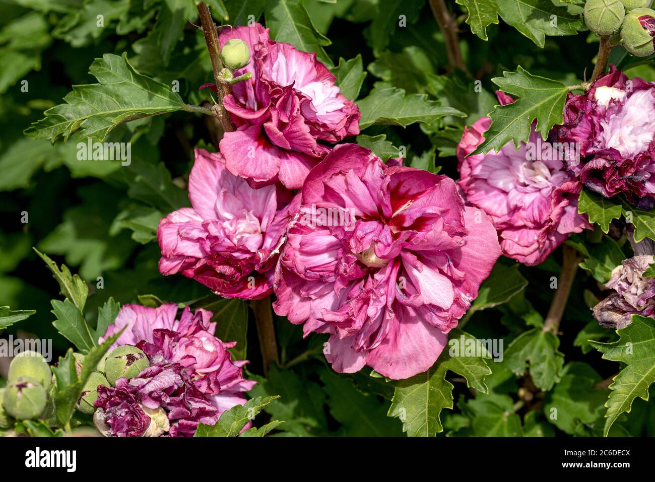 Garten-Eibisch, Hibiscus syriacus Duc de Brabant, Garden Hibiscus, Hibiscus syriacus Duc de Brabant Stock Photo