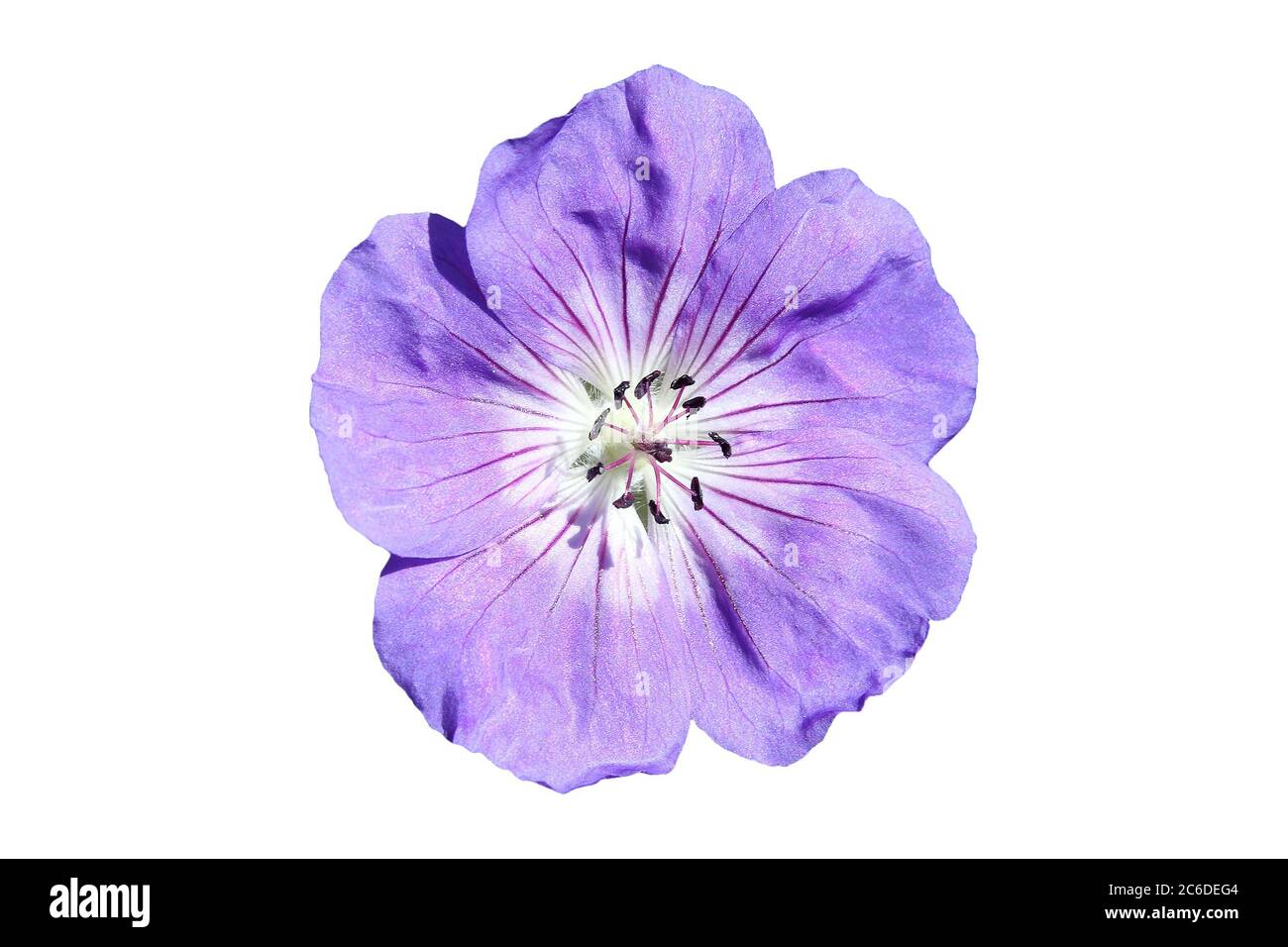 Geranium cinereum 'Ballerina' flower cut out and isolated on a white background Stock Photo