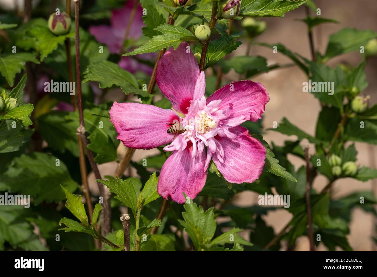 Garten-Eibisch, Hibiscus syriacus Freedom, Garden Hibiscus, Hibiscus syriacus Freedom Stock Photo