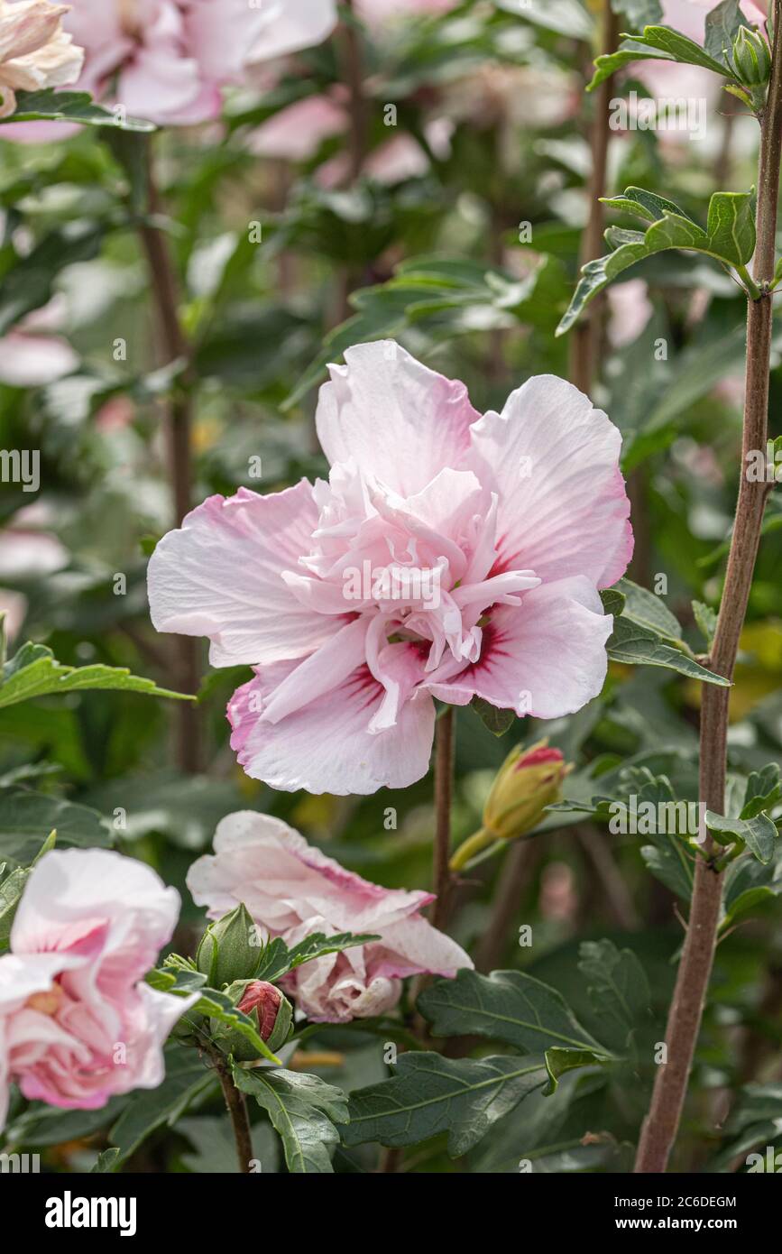 Garten-Eibisch, Hibiscus syriacus Lady Stanley, Garden Hibiscus, Hibiscus syriacus Lady Stanley Stock Photo