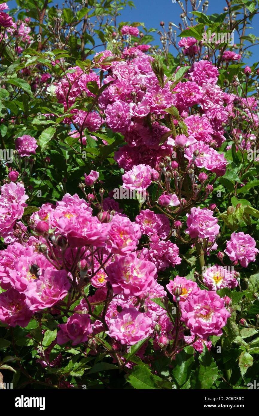 Pink roses in full bloom June flowering shrubs in garden, full bloom roses Stock Photo