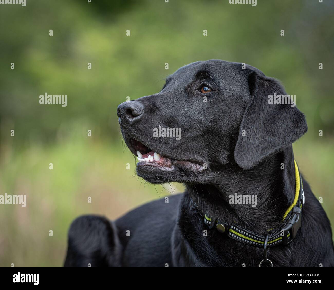 Black Labrador retriever puppy lying on a rock in a field of long grass ...