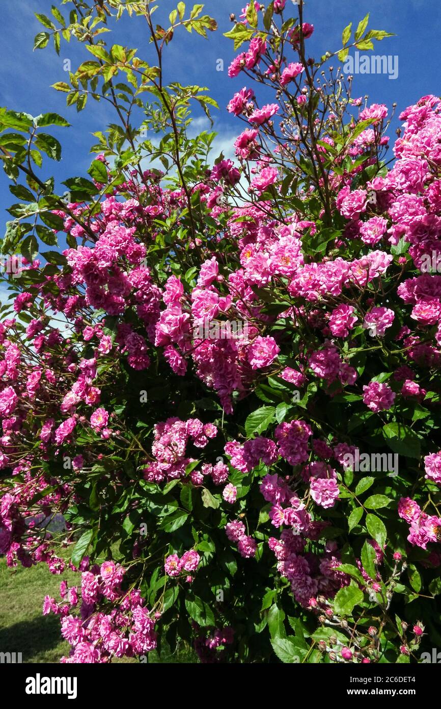 Pink shrub roses flowering in garden Stock Photo