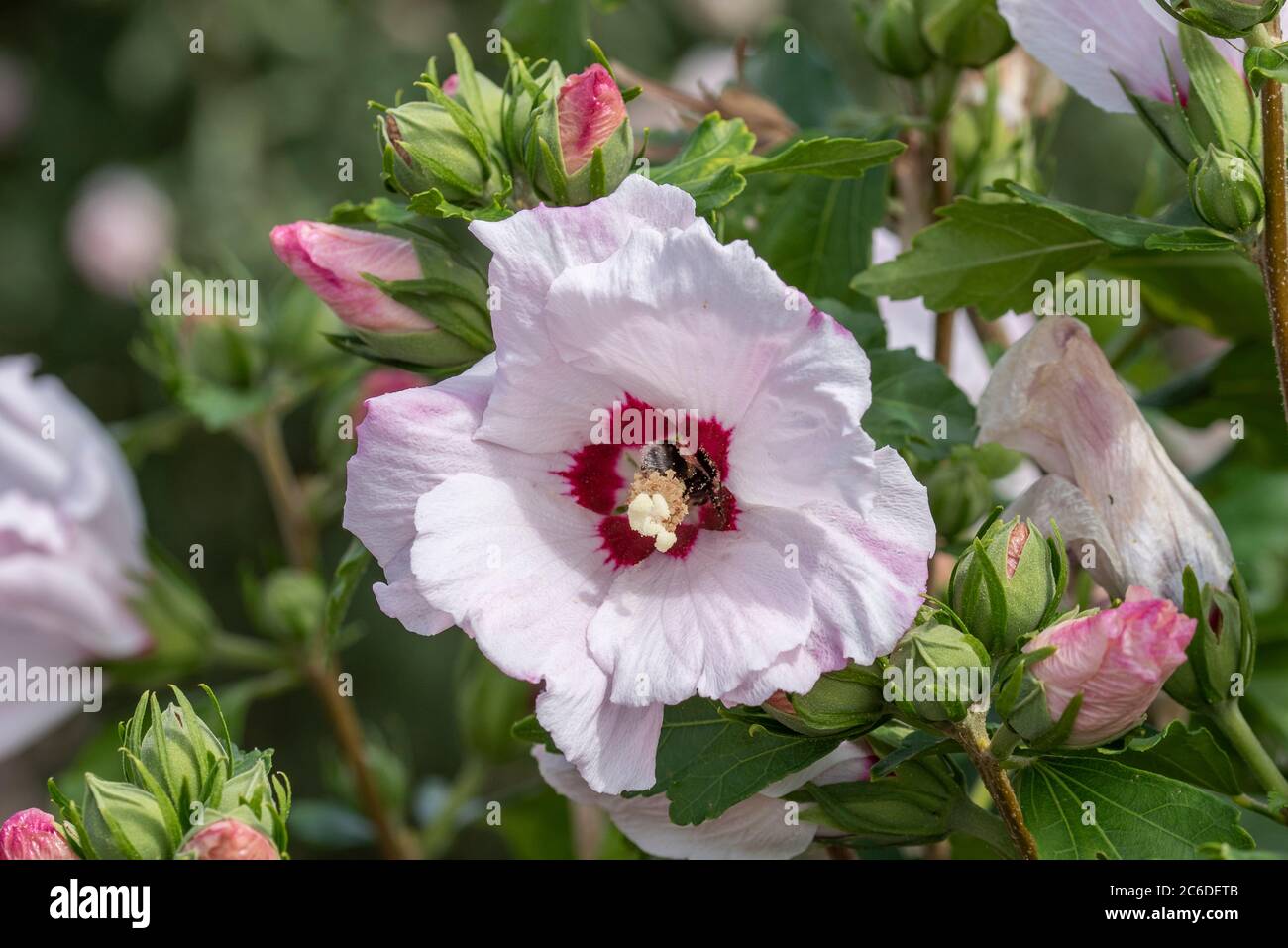 Garten-Eibisch, Hibiscus syriacus Melrose, Garden Hibiscus, Hibiscus syriacus Melrose Stock Photo