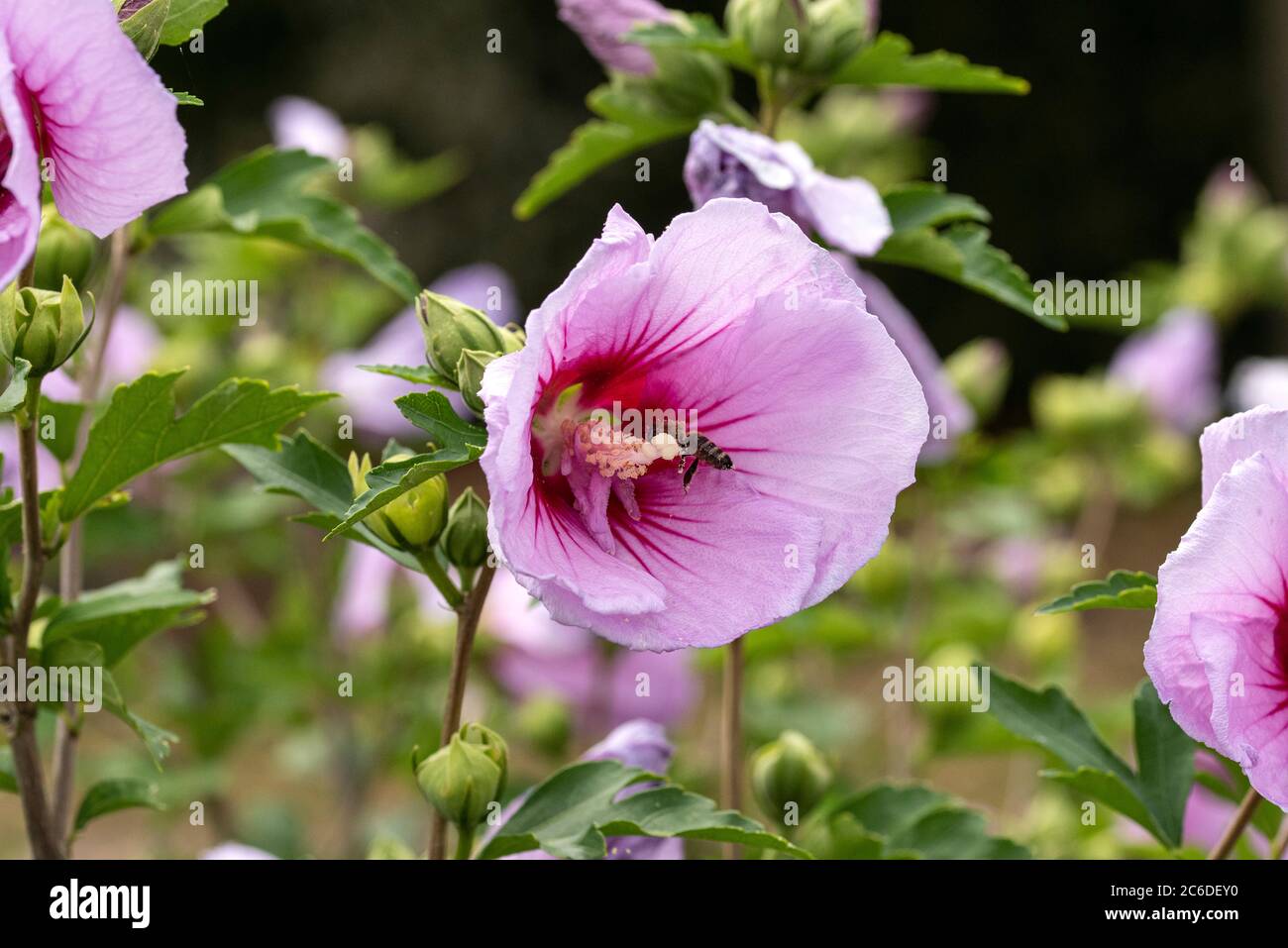Garten-Eibisch, Hibiscus syriacus Mingravi4, Garden Hibiscus, Hibiscus syriacus Mingravi4 Stock Photo