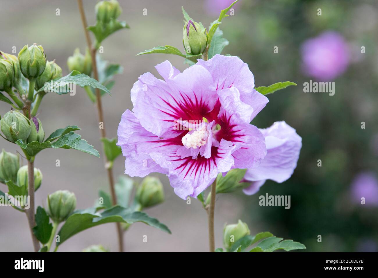 Garten-Eibisch, Hibiscus syriacus Mingravi4, Garden Hibiscus, Hibiscus syriacus Mingravi4 Stock Photo