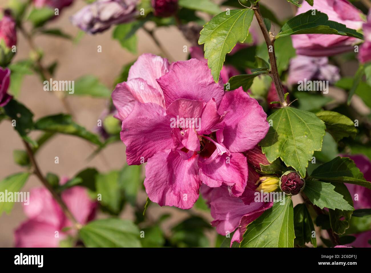 Garten-Eibisch, Hibiscus syriacus Puniceus Plenus, Garden Hibiscus, Hibiscus syriacus puniceus Plenus Stock Photo