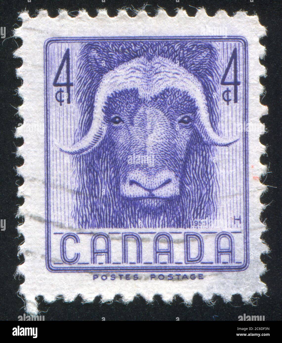 CANADA - CIRCA 1955: stamp printed by Canada, shows Musk Ox circa 1955 ...