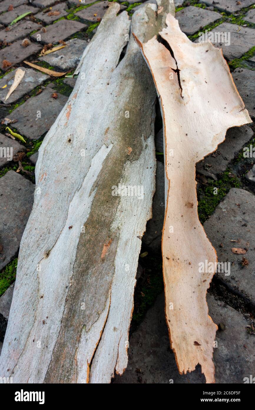 A close up shot of Eucalyptus bark. All eucalypts add a layer of bark every year and the outermost layer dies. In about half of the species, the dead Stock Photo