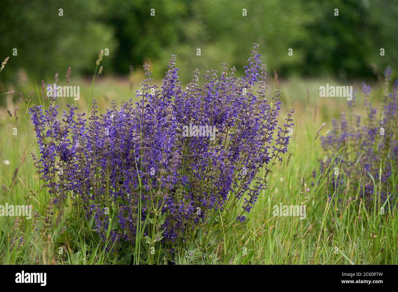 Medical plant Salvia pratensis in the meadow. Known as meadow clary or meadow sage. Wild plant with purple flowers in the spring. Stock Photo