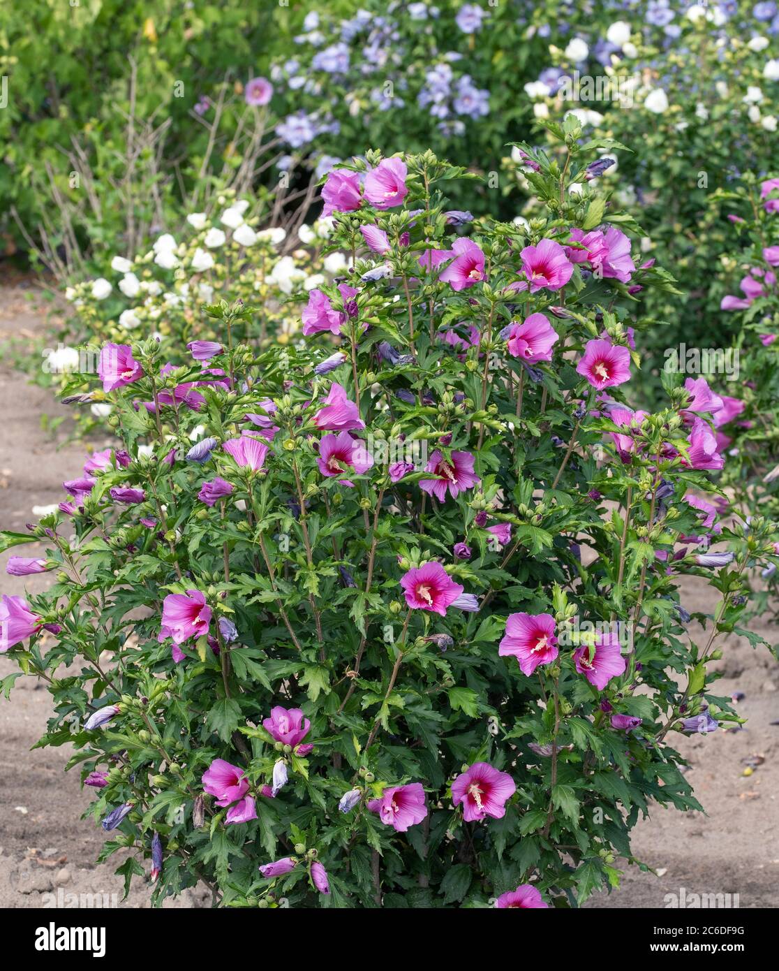 Garten-Eibisch, Hibiscus syriacus Silke, Garden Hibiscus, Hibiscus syriacus Silke Stock Photo