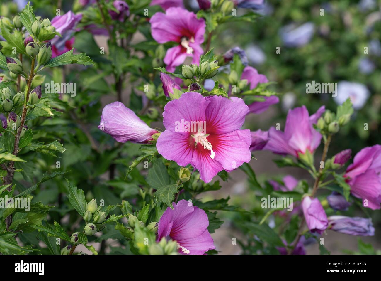 Garten-Eibisch, Hibiscus syriacus Silke, Garden Hibiscus, Hibiscus syriacus Silke Stock Photo