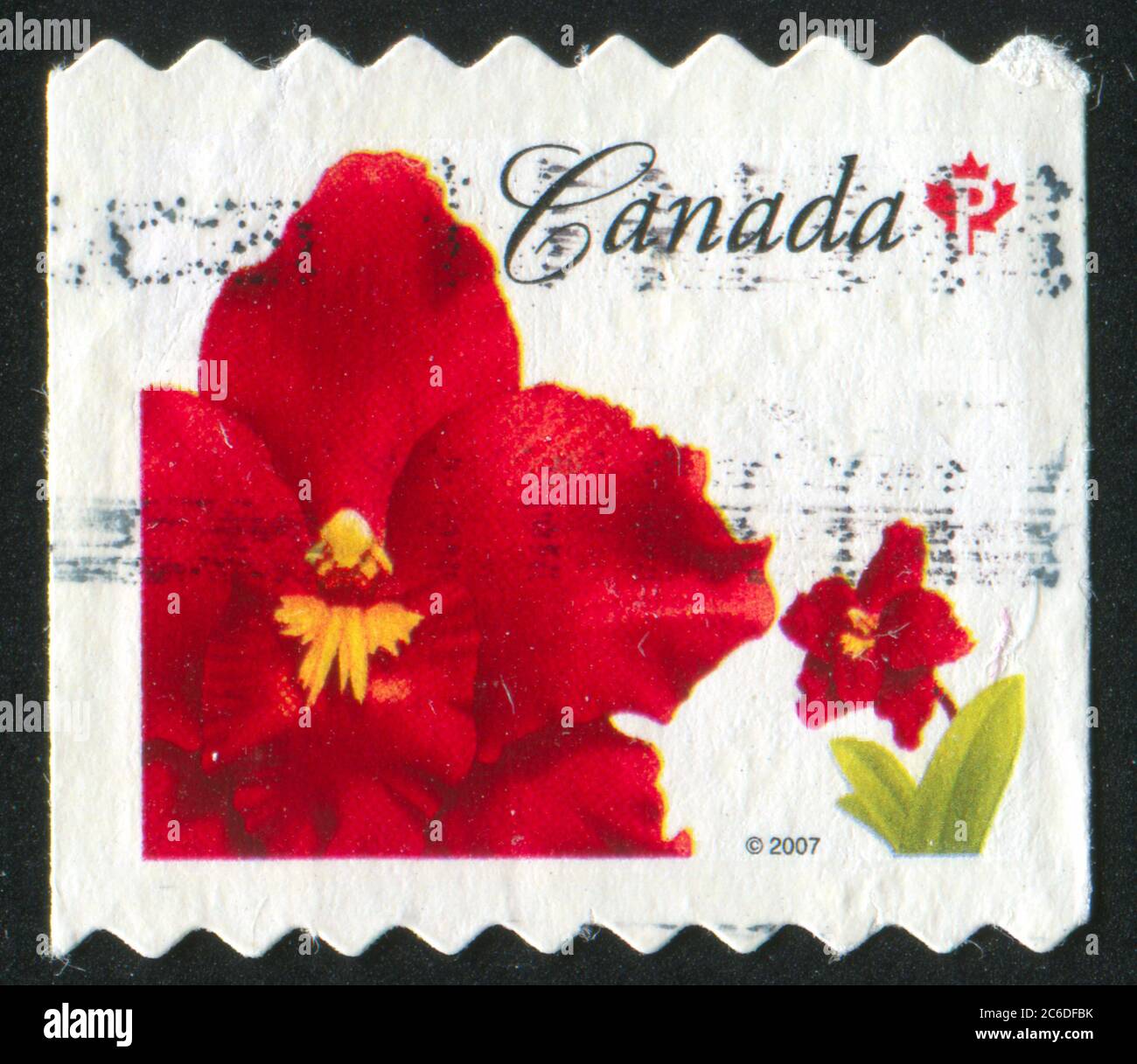 CANADA - CIRCA 2007: stamp printed by Canada, shows Odontioda Island Red Orchid, circa 2007 Stock Photo