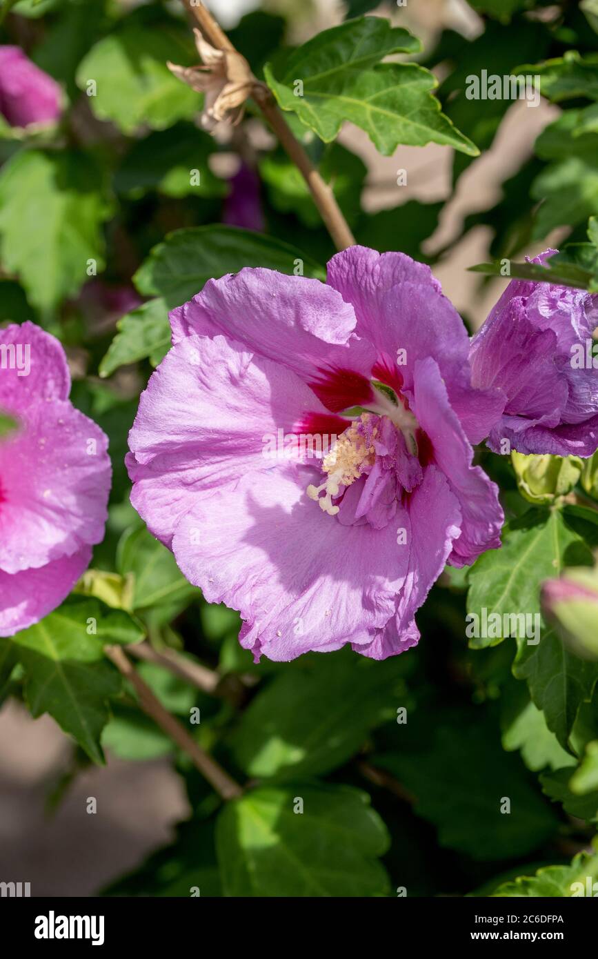 Garten-Eibisch, Hibiscus syriacus ERUPTION, Garden Hibiscus, Hibiscus syriacus ERUPTION Stock Photo