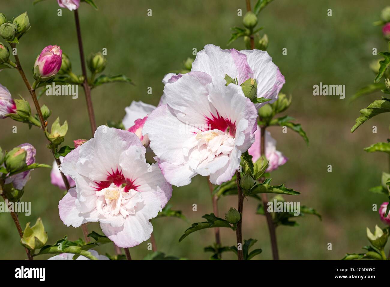 Garten-Eibisch, Hibiscus syriacus PINKY SPOT, Garden Hibiscus, Hibiscus syriacus PINKY SPOT Stock Photo